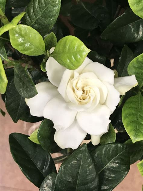 gardenias blancas - manchas en la piel blancas